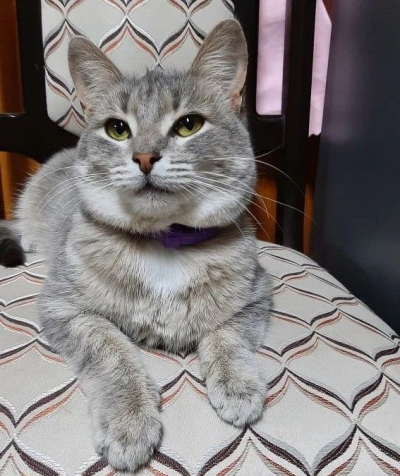 Казанда 50 мәче хуҗаларын тапты