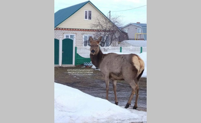 Прирученные, но дикие: в Высокогорском районе Татарстана маралы выходят к людям