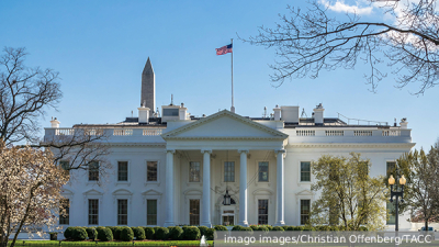 Терапия с кошками помогла пациентам справиться с тревожными расстройствами