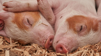 Снят запрет на ввоз свиней в Казахстан из 33 регионов России