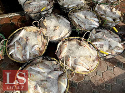 Депутат рассказал, что мешает дешевому и качественному производству рыбы