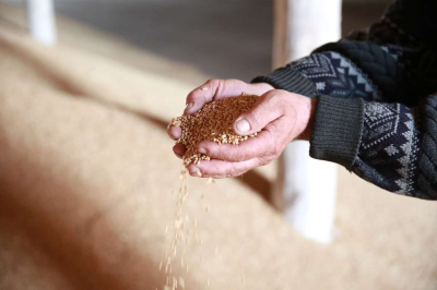 Первый в Казахстане агроклиматический карбоновый полигон открылся в Акмолинской области