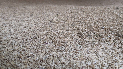 Ак-Сууйские фермеры получили льготное топливо и тонны семян для сева