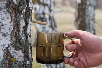 Россиянам рассказали о полезных свойствах березового сока