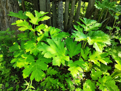 В Ленобласти на борьбу с борщевиком в 2026 году потратят почти 50 млн рублей