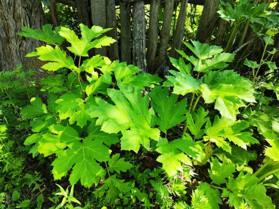 В Ленобласти на борьбу с борщевиком в 2026 году потратят почти 50 млн рублей