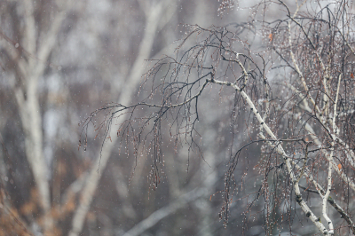 В&nbsp;Татарстане объявили штормовое предупреждение из-за ветра до&nbsp;26 м/с