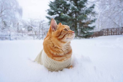 Штормовой ветер до 18 м/с и плюсовая температура обрушатся на Татарстан 16 февраля