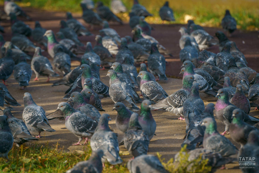 Россиян предупредили о штрафах за кормление голубей у дома