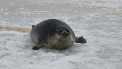 Около 30 молодых тюленей спасли на берегу Каспийского моря в Мангистауской области