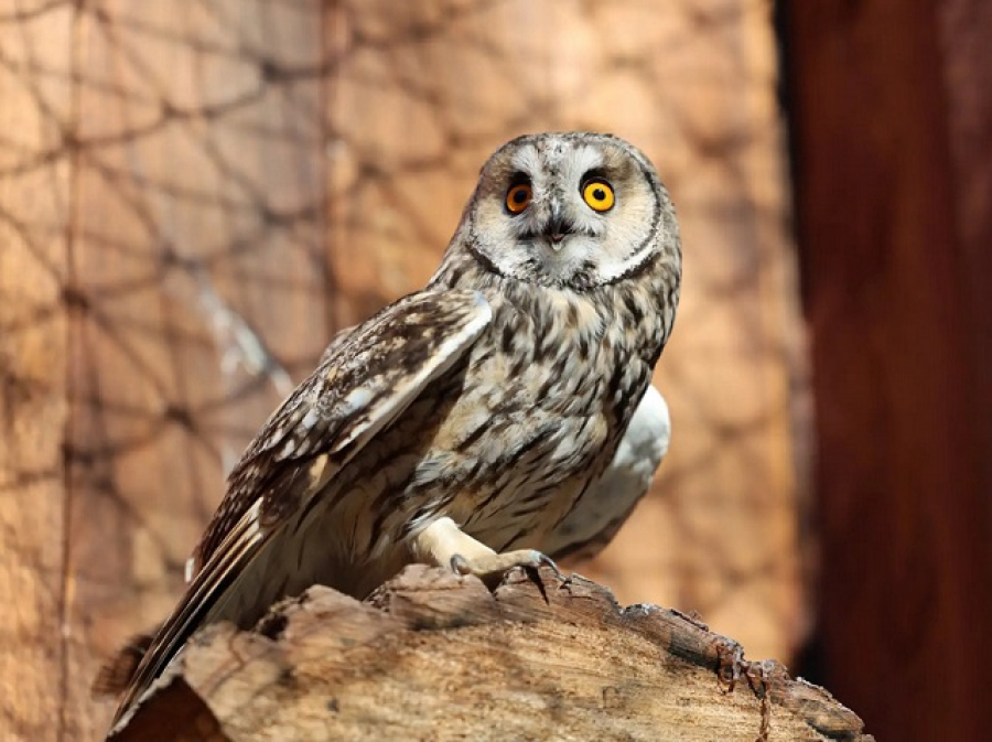В Казанском зооботсаду поселились четыре новые совы &mdash; две из них занесены в Красную книгу Татарстана