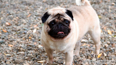 В Казани 25&ndash;26 апреля развернут передвижные пункты вакцинации домашних животных