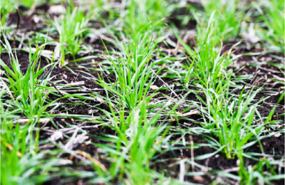 В одиннадцати районах Татарстана приступили к посевным работам