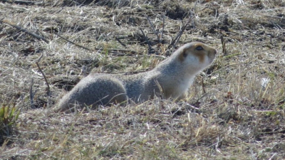 В Татарстане вслед за сурками‑байбаками проснулись суслики