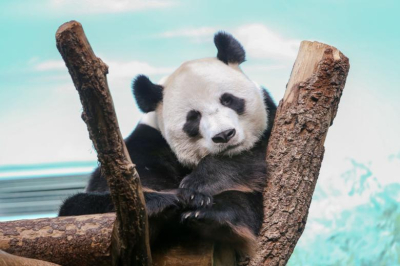 Панда Катюша в зоопарке Москвы: последние новости 8 марта, фото, видео