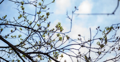 Биолог Сафонов: в средней полосе России будет аномально много клещей в 2026 году