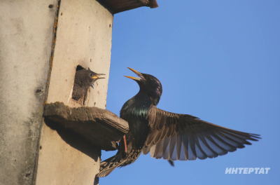 Орнитолог Илгизәр Рәхимов: &laquo;Шәһәрдә сыерчыкларга бала чыгару өчен урыннар җитми&raquo;