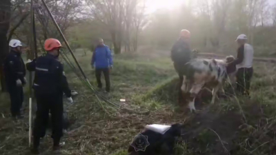 В Усть-Каменогорске спасатели МЧС вытащили из колодца телёнка весом 200 килограммов