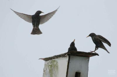 Кошларның язгы күчеше: кара каргалар иртәрәк кайтты, ә сыерчыкларга оя корырга урын юк
