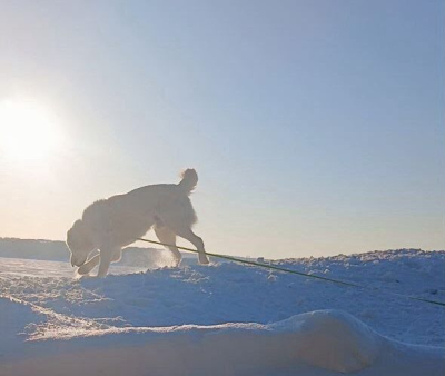"Давайте проводим этот холод": Минниханов выложил фото прогулки с Акдусом 09/03/2026 &ndash; Новости