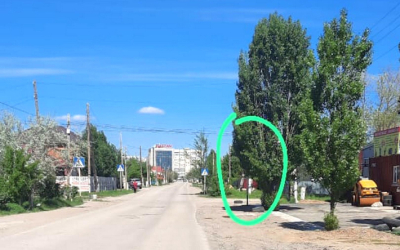 Народный репортер. Знак перехода закрыт деревом для водителей