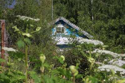 Борщевик на участке больше не повод для изъятия земли