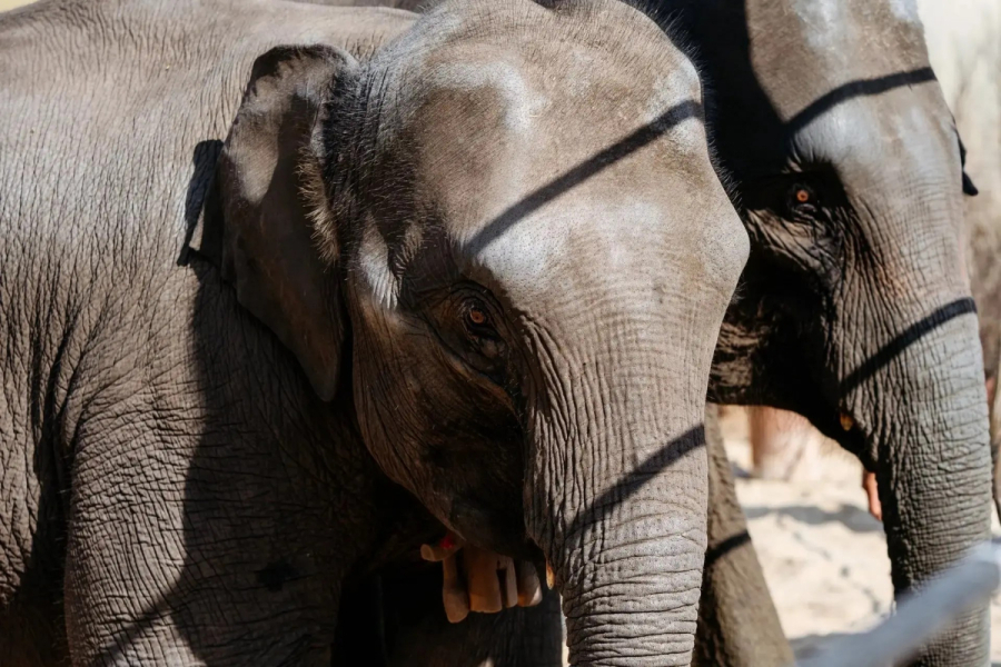 В Казань прибыли первые гости саммита АСЕАН &ndash; слоны Сахар и Удача