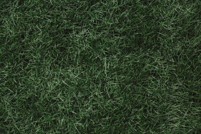 Депутат Чаплин: в жару поливать газон нельзя