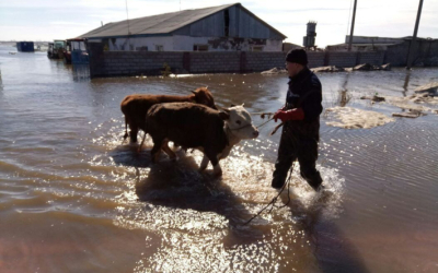 Почти 42 млн тенге выплатили жителям Темирского района за погибший скот
