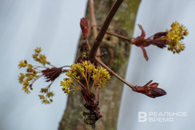 Сегодня в Татарстане ожидается до +12 градусов